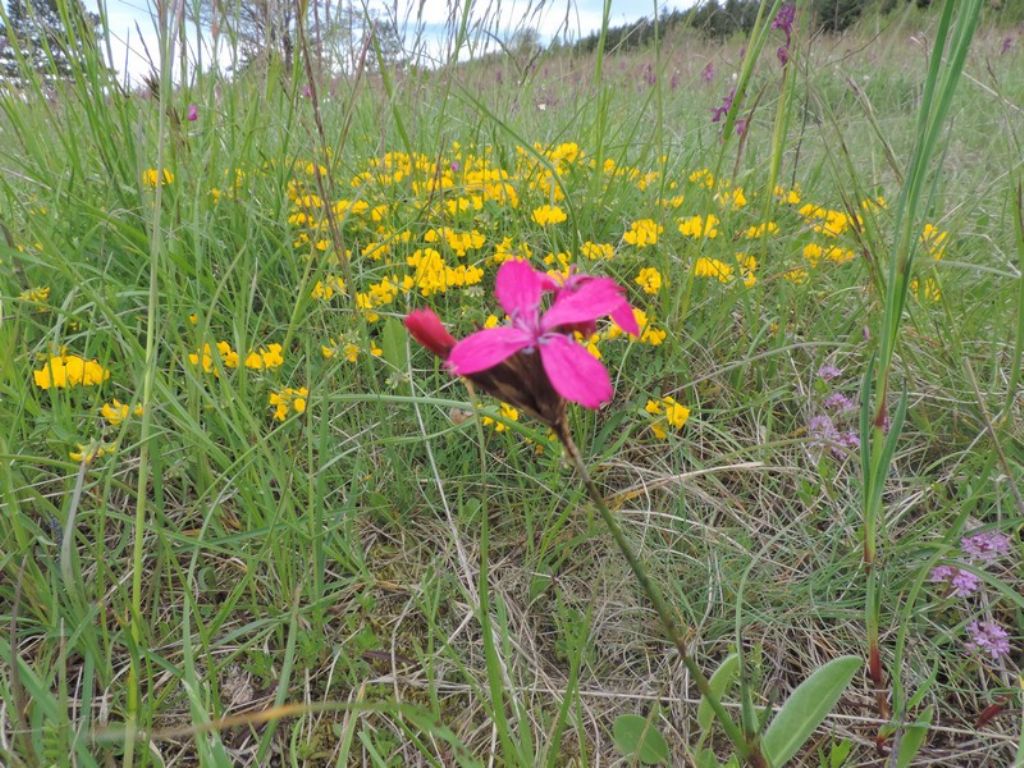 Petali rossi - Dianthus sp.
